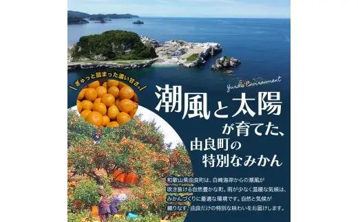 薄皮で濃い甘さ！完熟由良みかん【秀】3kg×1箱（混サイズ）和歌山県由良産※2026年11月下旬頃から12月下旬頃に順次発送予定 / 柑橘 ミカン 蜜柑 甘い 由良町 フルーツ 果物 くだもの 食品 