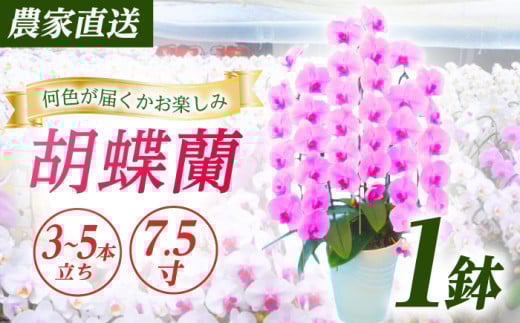 【3〜5本立ち7.5寸】生産農家直送！ 胡蝶蘭 1鉢 洋蘭 蘭 鉢植 花 フラワー 植物 こちょうらん コチョウラン お花 生花 鉢花 鉢 ギフト プレゼント 【足柄金太郎洋蘭園】開成町 [BDAB010]