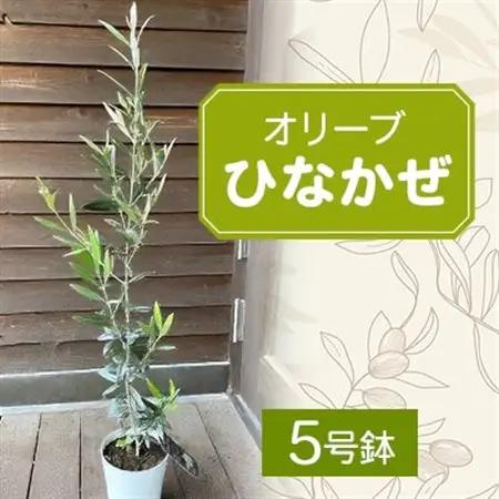 【ジャングルデリバリー】オリーブ「ひなかぜ」(5号鉢)【1338072】
