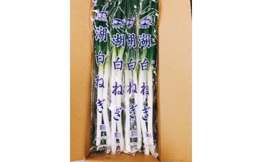 JAなめがたしおさい 湖白（こはく）ねぎ 20袋入り1箱｜茨城県 行方市 ふるさと納税 野菜 ねぎ 長ネギ(AE-32)