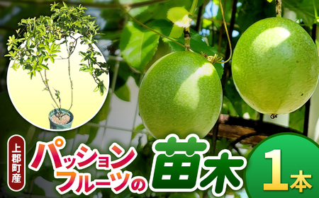 【先行予約】上郡町産 パッションフルーツの苗木 | パッションフルーツ 植物 南国 ガーデニング 完熟 兵庫県 上郡町