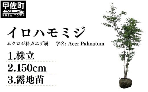 
イロハモミジ（伊呂波紅葉）苗木 株立 樹高1.5m前後 露地苗 シンボルツリー 落葉樹 植木 庭木

