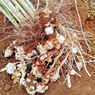 ふるさと納税 つくば市 ヤーコン&菊芋の計約3kg(各 約1.5kg)セット |  | 01