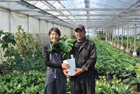 【観葉植物】モンステラ60cm～80cm(緑の中道/014-1485) 観葉植物 植物 鉢付 インテリア 室内 オフィス おしゃれ プレゼント ギフト 開店祝い 移転祝い マイナスイオン 鹿児島 いぶ