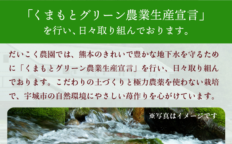 【2026年3月発送】 先行予約 季節限定! 新鮮朝摘みいちご「さがほのか」約1.5kg (250g×6パック)だいこく農園合計1.5kg