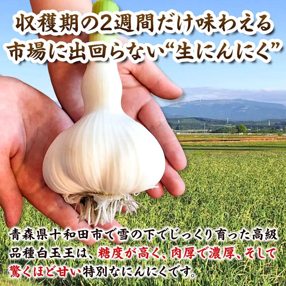 【2027年収穫分】先行受付【テレビ紹介】青森 幻の生にんにく10玉（農家直送・収穫期だけの限定品） 青森にんにくファーム