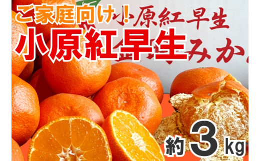【2025年11月中旬より順次発送】【家庭用】みかん 小原紅早生 約3kg 真っ赤なみかん 小原紅早生みかん 甘い ミカン 蜜柑 フルーツ 果物 くだもの 柑橘 柑橘類 デザート 旬 産地直送 冬の味覚 旬の果物 旬のフルーツ お取り寄せ 取り寄せ 