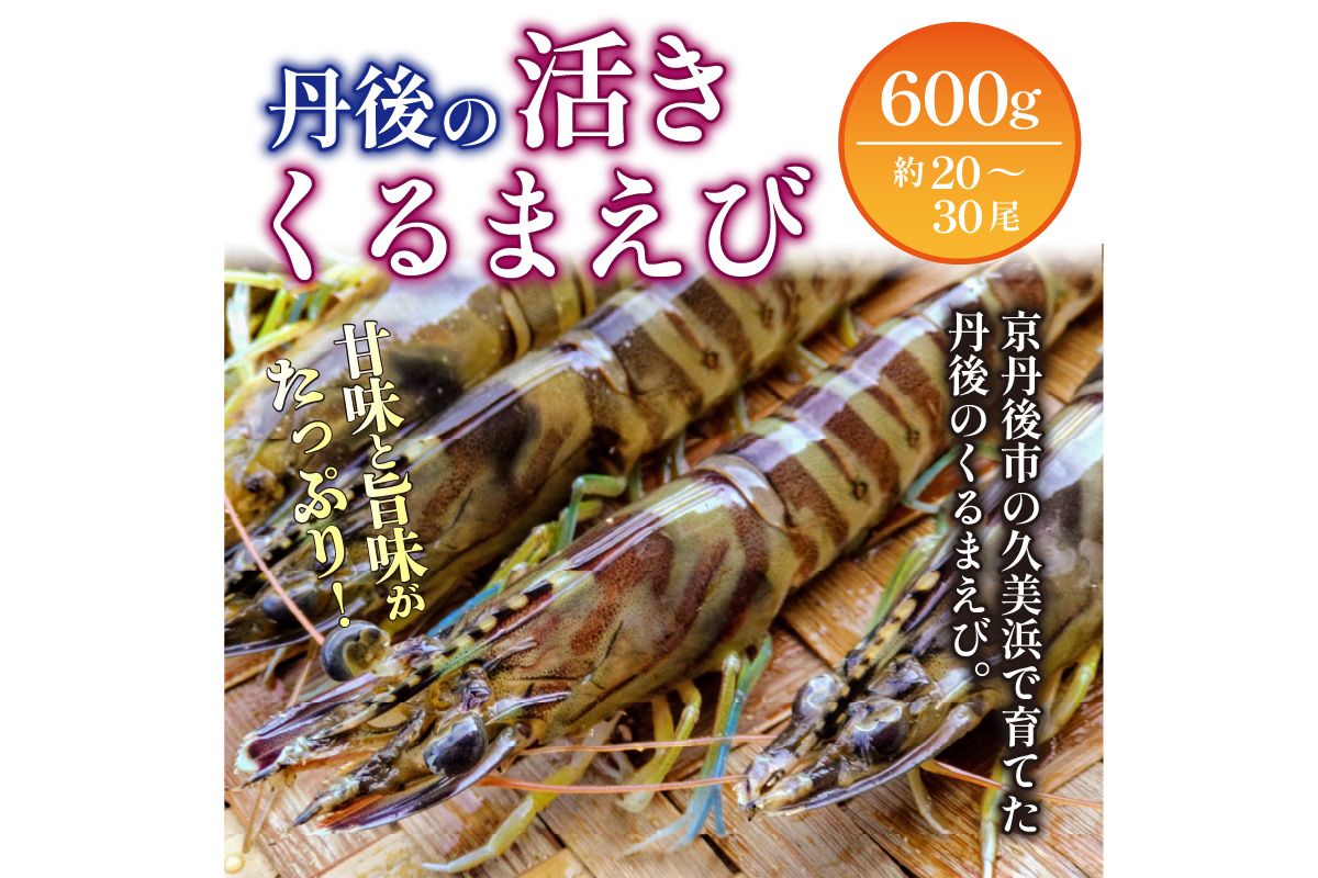 丹後の活きくるまえび 600g（20～30尾）　MN00061