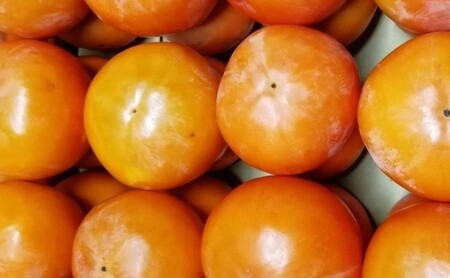 仁科農園産 富有柿(秀、大)秋の味覚「里山長寿」 精選 3kg箱(12個前後入り) 果物類 かき 柿