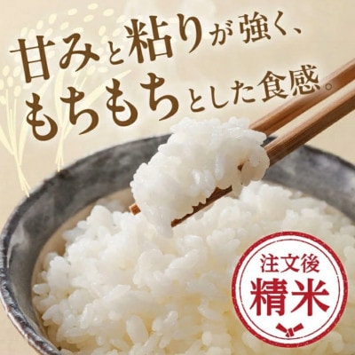 コシヒカリ 精米 10kg (5kg×2)【1753683】