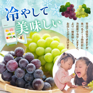 【先行予約】《寄附金額改定しました！》長野県産 絶品！ 種なしピオーネ 2房【9月中旬頃～順次発送予定】| 果物 くだもの フルーツ 葡萄 ぶどう ブドウ ピオーネ 種無し 長野県 塩尻市 