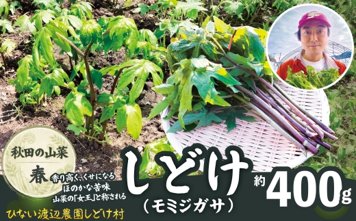 しどけ（モミジガサ） 約400g 瑞々しい山菜の女王 120P3204 / 東北 秋田 大館 山菜 山 自然 春の山菜 おひたし 酢味噌和え しどけ モミジガサ 天ぷら 山菜の女王 シドキ キノシタ モミジグサ タイコウナ トウキチ
