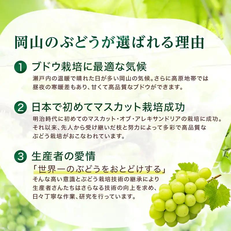 ぶどう 2026年 先行予約 岡山 名産  晴王 シャイン マスカット たっぷり2kg！ 岡山県産 シャインマスカット