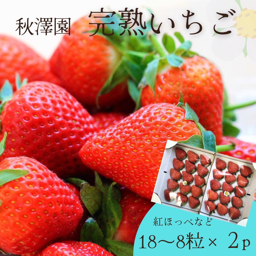 【ふるさと納税】秋澤園の樹なり完熟いちご【18～8粒×2P】 ｜ いちご イチゴ 苺 完熟