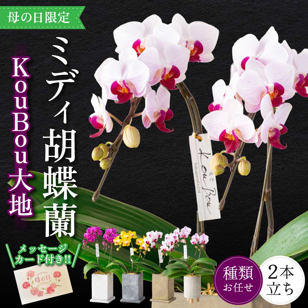 【ふるさと納税】 胡蝶蘭 花 母の日 ミディ胡蝶蘭 KouBou 大地 2本立ち 【2026年5月上旬頃発送予定】 プレゼント 蘭 ラン 洋蘭 ミディサイズ 観賞用 お祝い 贈答 贈答用 かわいい おしゃれ 鉢植え 風呂敷 インテリア 産地直送 送料無料 株式会社なかがわ