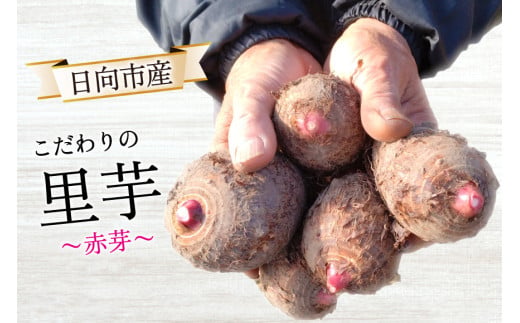 【期間限定発送】 里芋 赤芽 4kg [甲斐自然派農園 宮崎県 日向市 452060524] さといも ホクホク