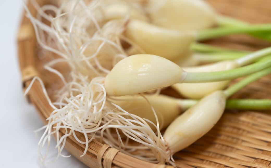 スプラウトにんにくとは、発芽直後の新芽があるにんにくのこと。