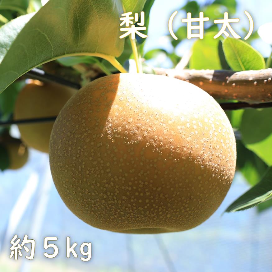 【ふるさと納税】梨（甘太）約5kg　2025年発送分　千葉県産　長生　一宮