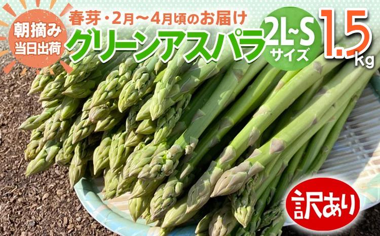 数量限定 先行予約 訳あり 規格外 アスパラ 2L～Sサイズ 1.5kg 春芽　朝採り 朝採れ 直送 グリーンアスパラガス アスパラ【2月～4月お届け】 BT04