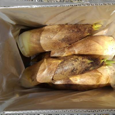 ふるさと納税 長岡京市 【京のブランド野菜】朝掘り生たけのこ　3kg(家庭用)