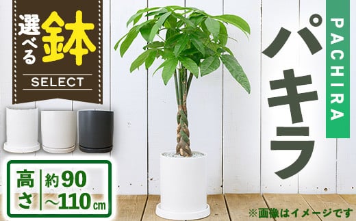 
＜観葉植物・選べる鉢＞パキラ(7号) (陶器鉢・受け皿付)【m24-15】【アイエヌエー】
