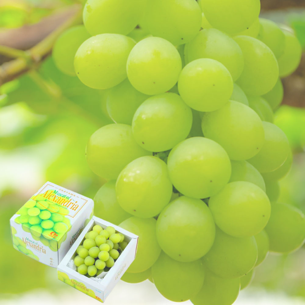 【ふるさと納税】ぶどう 先行予約 マスカット・オブ・アレキサンドリア 特秀品 ＜選べる内容量＞ 1房（700g以上）・1房（550g以上） 化粧箱入り 葡萄 岡山県産 フルーツ ギフト 果物 ブドウ 【2026年6月下旬～8月下旬迄順次発送予定】