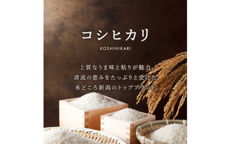 【3か月定期便】R7年産 新潟県産 コシヒカリ 5kg （精米） 新潟のど真ん中 見附市 こしひかり 米 お米 白米 国産 ごはん ご飯