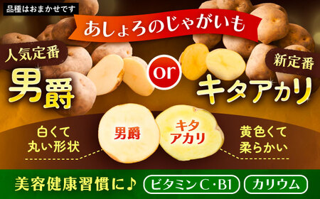 【全2回定期便】とうもろこし＆じゃがいも[BEAA008]