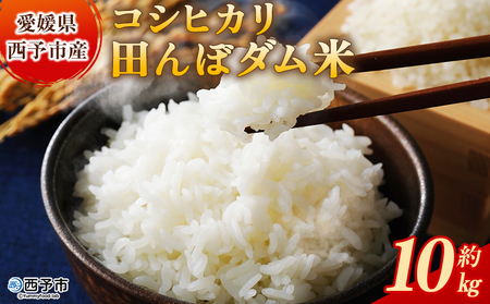 新米＜令和7年産 愛媛県西予市産 コシヒカリ 田んぼダム米 10kg＞ 10キロ こしひかり 西予応援米 宇和米 お米 コメ こめ 白米 精米 米 国産 愛媛県産 宇和町産 和みファーム 愛媛県 西予市【常温】『2025年10月・11月頃から順次発送予定』UWN0002