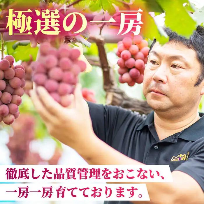 【2026年発送先行予約】食べ比べセット 約600g（シャインマスカット ＆ クイーンニーナ 各一房）【合同会社 社方園】[ZBZ036]