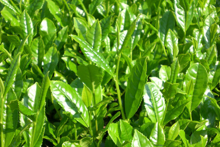 そのぎ茶 緑茶 そのぎ茶 100g 3袋 計300g