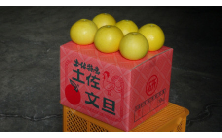 【先行予約】三愛果樹園の土佐文旦　（大玉）家庭用　約10kg / 土佐文旦 みかん 柑橘 ぶんたん ブンタン 果物 フルーツ 〈2027年2月上旬から順次発送〉【三愛果樹園】 [BQAO001]