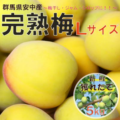 ふるさと納税 安中市 旬をお届け!完熟梅【Lサイズ 5kg】