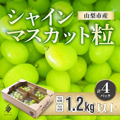 【先行受付2026年発送】 シャインマスカット 粒 約1.2kg 【訳あり】ぶどう 粒カット【配送不可地域：離島・沖縄県】
