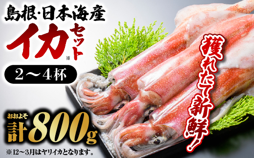 鮮魚セットE【イカ 2～4杯 約800g】島根 山陰 日本海産