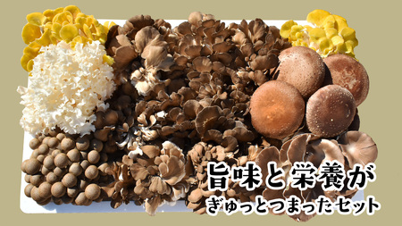 【 3ヶ月連続定期便 】きのこ の 詰め合わせ Lサイズ ( 約2kg ) （茨城県共通返礼品：城里町）