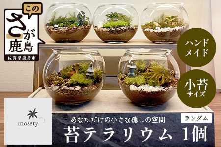 B-892　苔テラリウム　手入れ簡単 癒やしのインテリア 卓上サイズ 誕生日 プレゼント雑貨 敬老の日 贈り物 観葉植物 初心者 鹿島市産 / mossty [B-892]