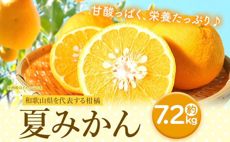 【先行予約】夏みかん 約7.2kg 株式会社魚鶴商店《2027年4月中旬-4月下旬頃出荷》 和歌山県 日高町 みかん 夏みかん 柑橘