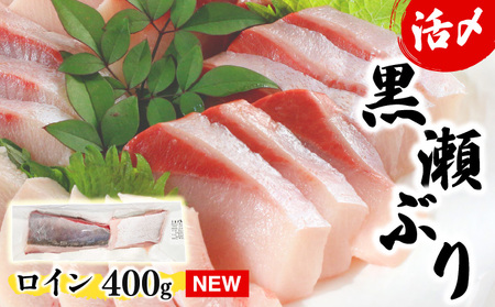 KU281-1＜2026年5月発送分＞活じめ！黒瀬ぶりの生鮮ブリロイン２節（400g前後）