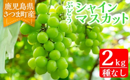 s097 ＜先行予約受付中！2025年8月下旬〜10月上旬頃に発送予定＞鹿児島県さつま町産のぶどう♪シャインマスカット(2kg)皮ごと食べられる！ジューシーで上品な甘みのブドウ【大蔵果樹園】