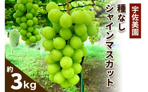 [8月下旬より順次発送／数量限定] 宇佐美園の種なし シャインマスカット 約3kg｜先行予約 ブドウ 皮ごと味わう贅沢な甘さ [1255]