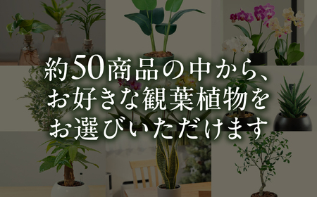 ＼あとから選べる ／花・観葉植物カタログ 5万5千円分 オンライン 有効期限なし 後から選べる 植物 グリーン 花 お花 胡蝶蘭 オンラインカタログ 後から 体験 チケット インテリア 愛知県 豊橋市