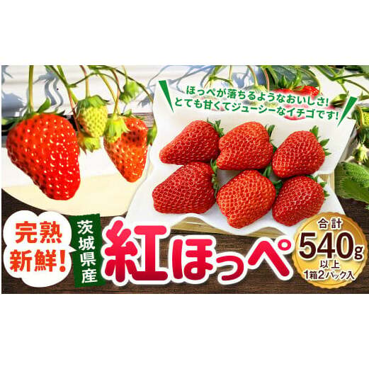 紅ほっぺ 1箱 2パック（合計540g以上） ※2025年1月上旬～4月下旬頃に順次発送 | いちご 苺 フルーツ 果物 くだもの 果実 完熟 冷蔵 守谷市産 茨城県 守谷市