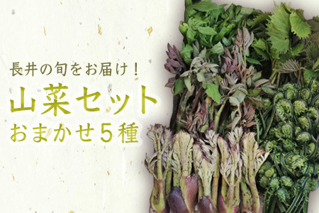 【2026年発送】山形の山菜おまかせ5種セット（700g以上）_H047(R8)