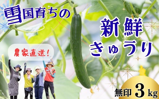 ファーム吉五郎　きゅうり　無印3kg