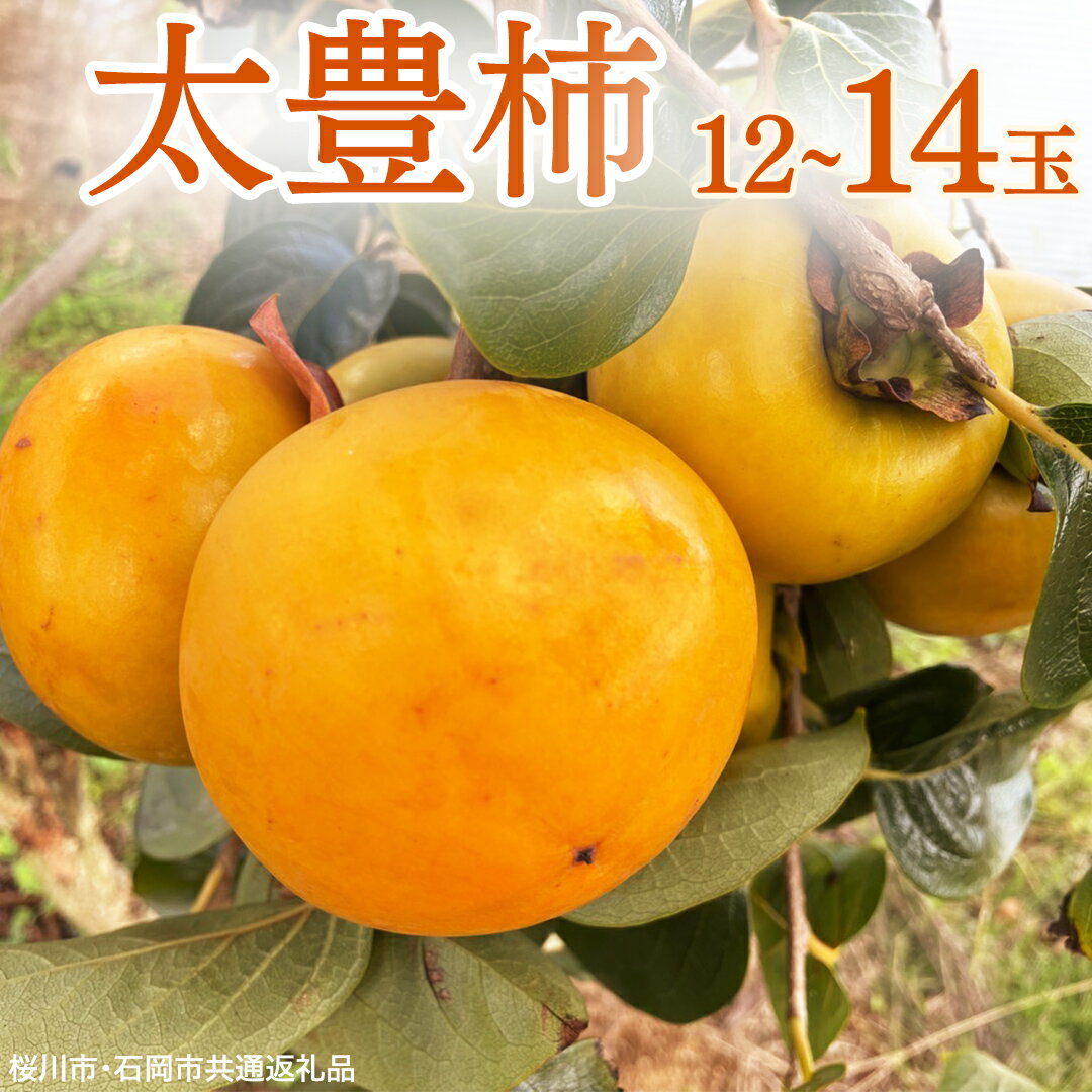 【ふるさと納税】《 先行予約 2026年11月上旬以降発送 》太豊柿 12〜14玉 (桜川市・石岡市共通返礼品) 果物 くだもの フルーツ 柿 かき