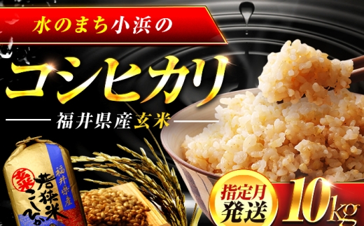 【新米】【9月発送】 福井県産 コシヒカリ 玄米 10kg 一等級 /甘みと粘りが自慢 王道米 こしひかり 小浜市 / 若狭ふれいあい市場 [BFEL010]