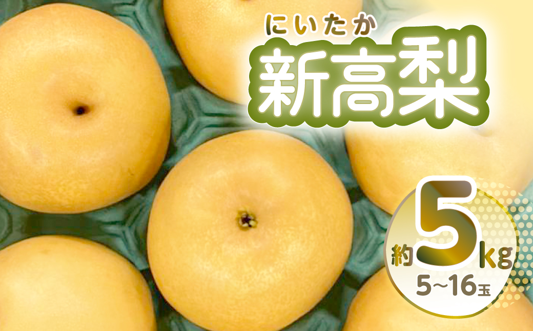 【先行予約】新高梨 約5kg 5~16玉 梨 なし 熊本県産【2024年9月上旬より順次発送】