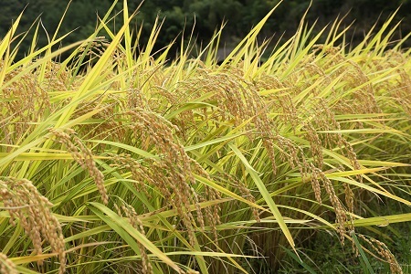 【3回定期便】令和7年度産コシヒカリ 「カモしゃん米」（玄米）5kg 【 こしひかり お米 農家直送 無農薬 化学肥料不使用 精米 安心 安全 新米 令和6年度産 D-154】