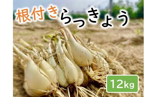 
            橋本さんちの根付き生らっきょう 12kg
          